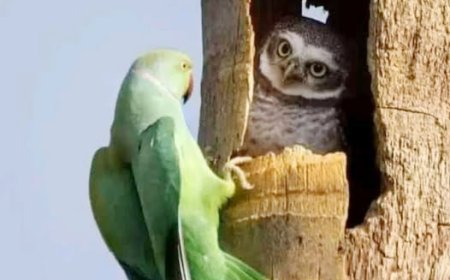 ایک دفعہ کا ذکر ھے کہ ایک طوطا طوطی کا گزر ایک ویرانے سے ھوا