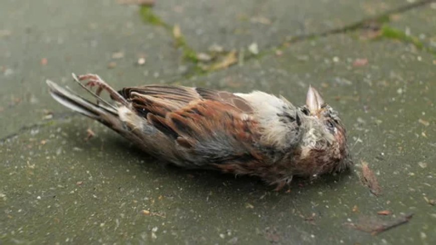 محبت اور قربانی کی دردناک کہانی – چڑیا اور سچے عشق کا امتحان