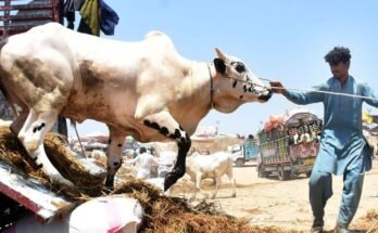 اسلام آباد نے عید الاضحیٰ کے لیے مویشی منڈیوں کے لیے ٹریفک پلان جاری کر دیا۔