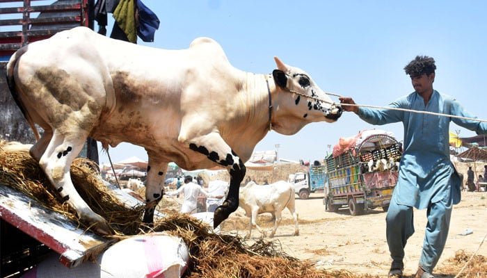 اسلام آباد نے عید الاضحیٰ کے لیے مویشی منڈیوں کے لیے ٹریفک پلان جاری کر دیا۔