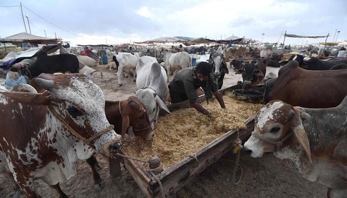 حکومت نے عید الاضحیٰ 2026 کی تعطیلات کا اعلان کر دیا۔