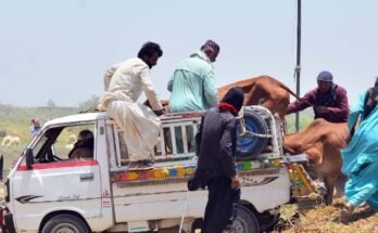 عید الاضحی: سندھ میں چار روزہ تعطیلات کا اعلان