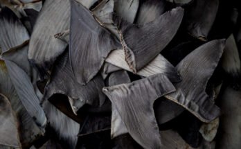 A pile of shark fins are displayed.