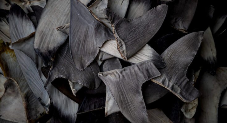 A pile of shark fins are displayed.