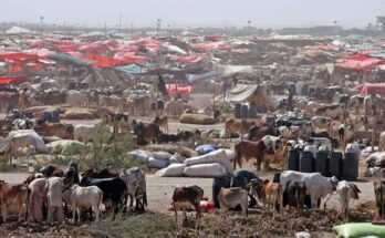 کراچی کی مویشی منڈی میں جانوروں کی 99 فیصد فروخت ریکارڈ کی گئی۔