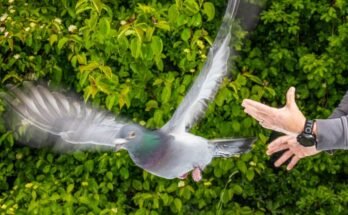 Homing pigeon being released by scientist at Max Planck Institute of Animal Behavior in Germany.