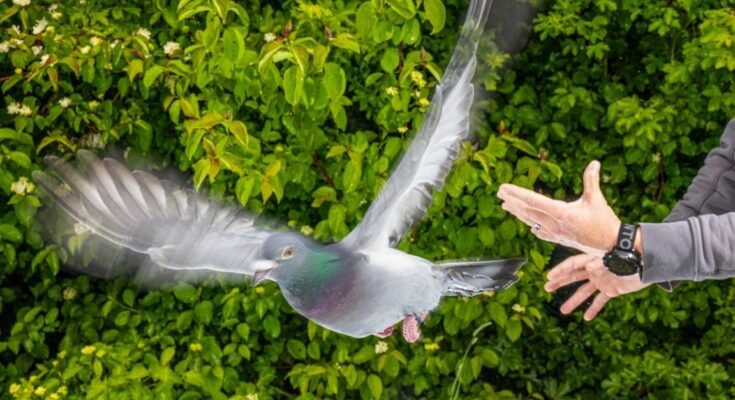 Homing pigeon being released by scientist at Max Planck Institute of Animal Behavior in Germany.
