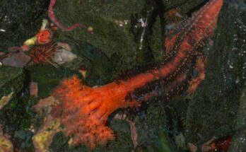 Image of a rocky ocean floor with a living orange tube tipped with an elaborate front.