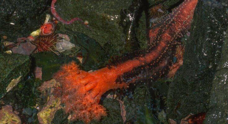 Image of a rocky ocean floor with a living orange tube tipped with an elaborate front.