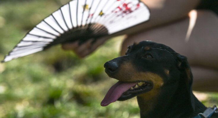 dochshund being fanned in the heat