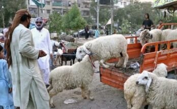 سندھ نے عید الاضحیٰ 2026 کی تعطیلات کے حوالے سے اہم اپ ڈیٹ جاری کردیا۔