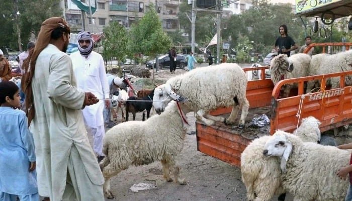 عید الاضحی، 21 مئی 2026 سے قبل کراچی میں سڑک کے کنارے گاہک کو اپنی طرف متوجہ کرنے کے لیے ایک دکاندار قربانی کے جانوروں کی نمائش کر رہا ہے۔ - اے پی پی