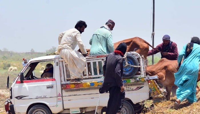 22 مئی 2026 کو حیدرآباد کے ہٹری بائی پاس کے علاقے میں لوگ قربانی کے جانوروں کو ڈیلیوری وین میں لوڈ کر رہے ہیں۔ - اے پی پی