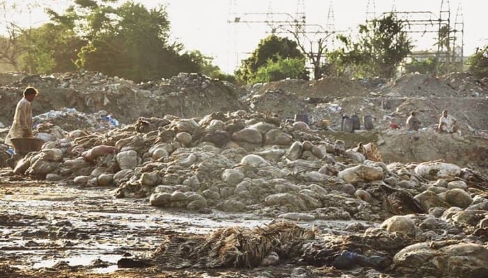 کراچی میں اس نامعلوم تصویر میں ریل کی پٹریوں کے قریب آفل اور قربانی کے جانوروں کے دیگر اعضاء کے ڈھیر پڑے ہیں۔ - آن لائن