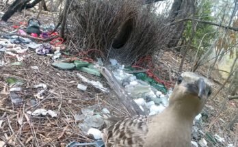 A typical bower built by male great bowerbirds in urban environments, with a male great bowerbird stood with the bower