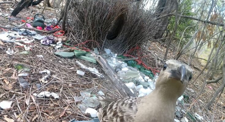 A typical bower built by male great bowerbirds in urban environments, with a male great bowerbird stood with the bower