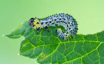 A green leaf, partly eaten, with a caterpillar with black spots doing the eating.
