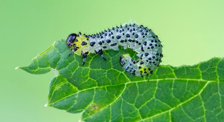 A green leaf, partly eaten, with a caterpillar with black spots doing the eating.
