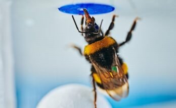 Wide-format image of a bumble bee standing on a ball beneath the artificial flower, illustrating the experimental solution.