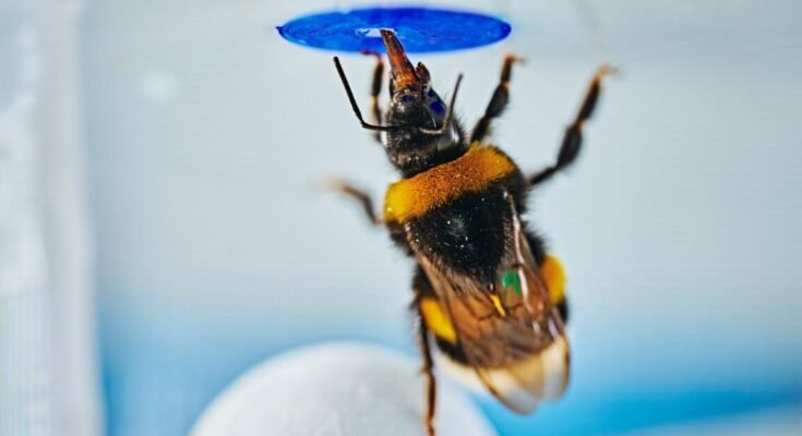 Wide-format image of a bumble bee standing on a ball beneath the artificial flower, illustrating the experimental solution.
