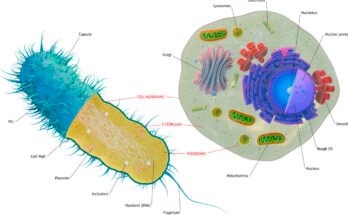 An illustration diagramming the differences between bacterial and eukaryotic cells.