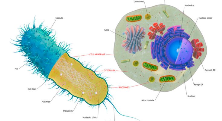 An illustration diagramming the differences between bacterial and eukaryotic cells.