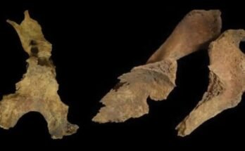 Fragments of the skull (left) and shoulder blades (right) of a woman buried at Loch Borralie, UK