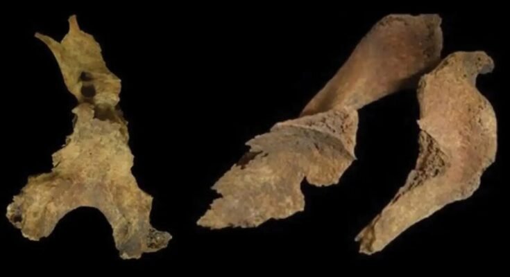 Fragments of the skull (left) and shoulder blades (right) of a woman buried at Loch Borralie, UK