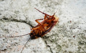 A dead cockroach lies on its back on concrete with its legs in the air.