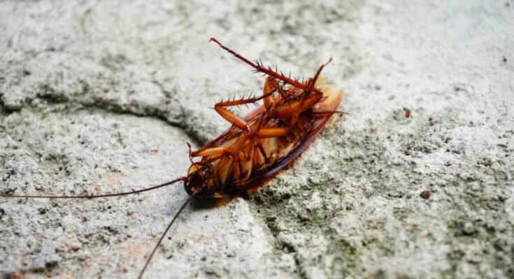 A dead cockroach lies on its back on concrete with its legs in the air.